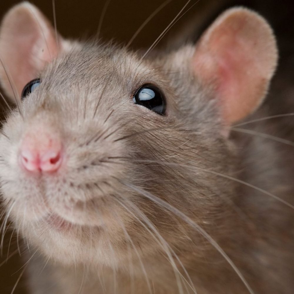01-rat-friends-nationalgeographic_1162144
