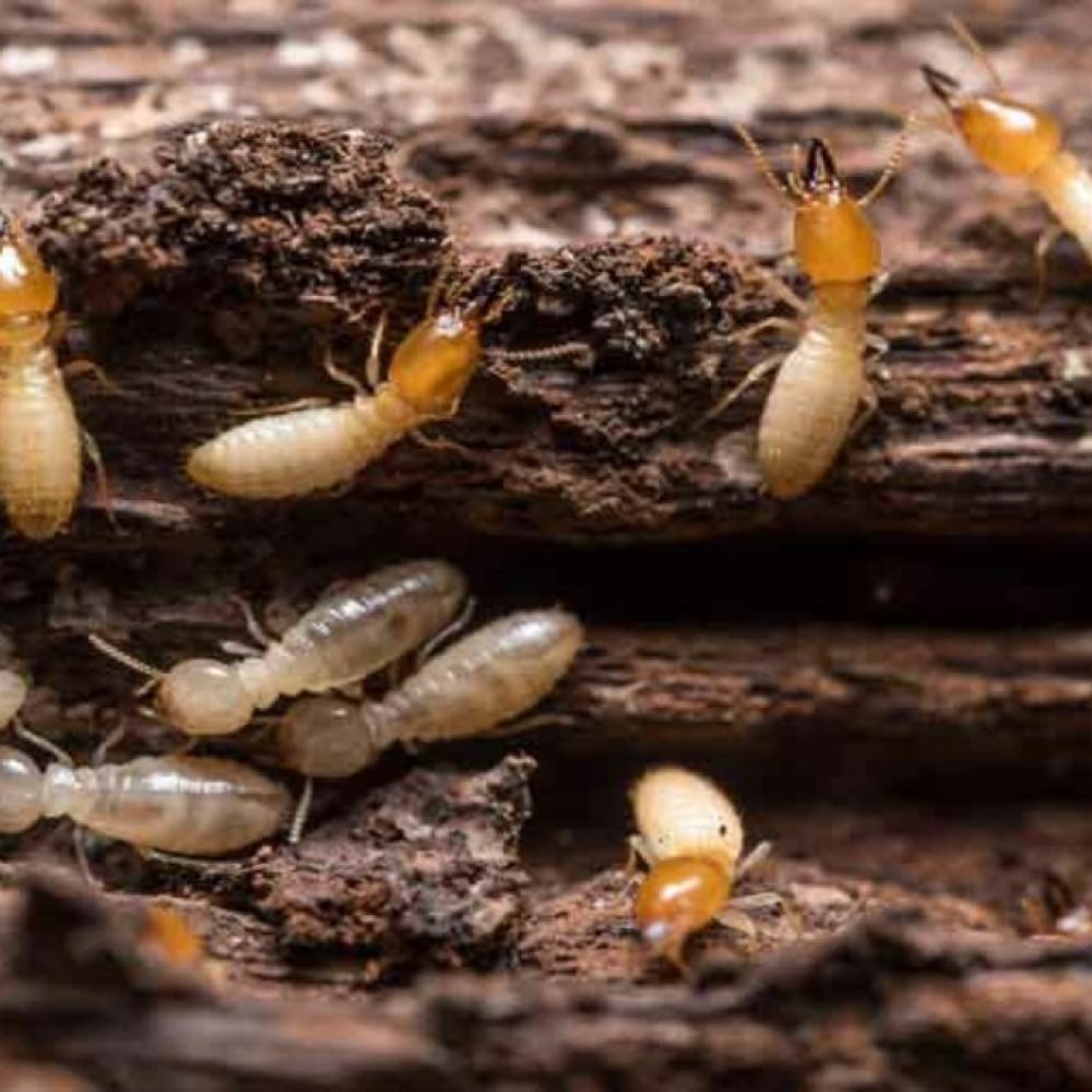 infestacao-de-cupim-CORREIA-dedetizadora-1300x679